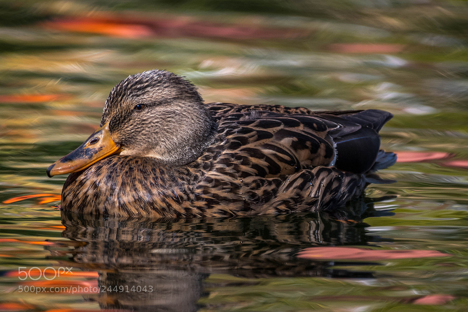 Nikon D500 sample photo. _rob8561-2.jpg photography