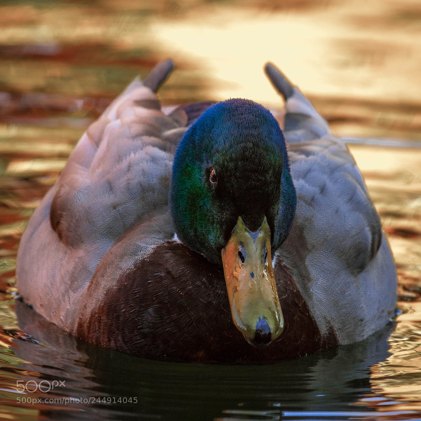 Nikon D500 sample photo. _rob8563-2.jpg photography