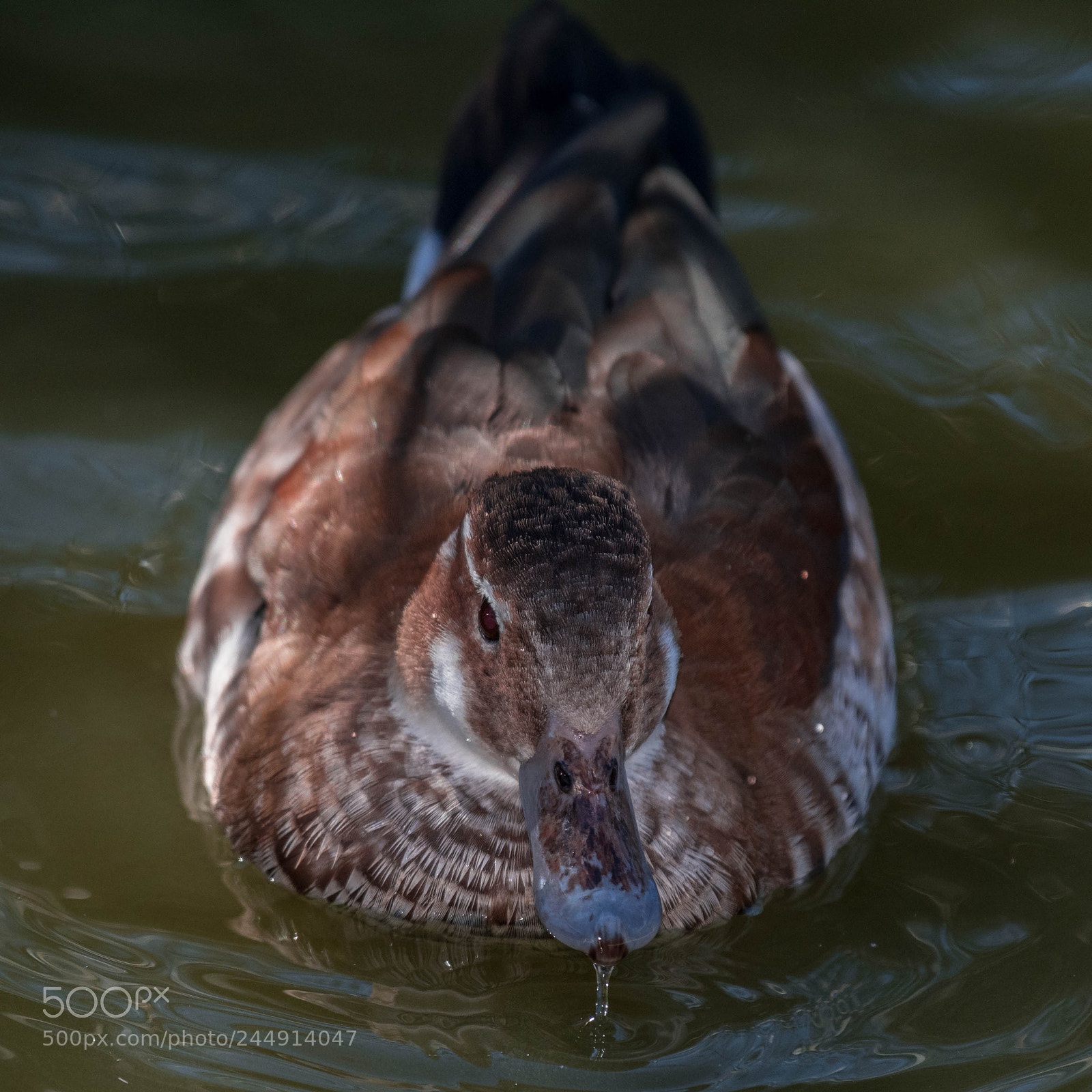 Nikon D500 sample photo. _rob8718-2.jpg photography