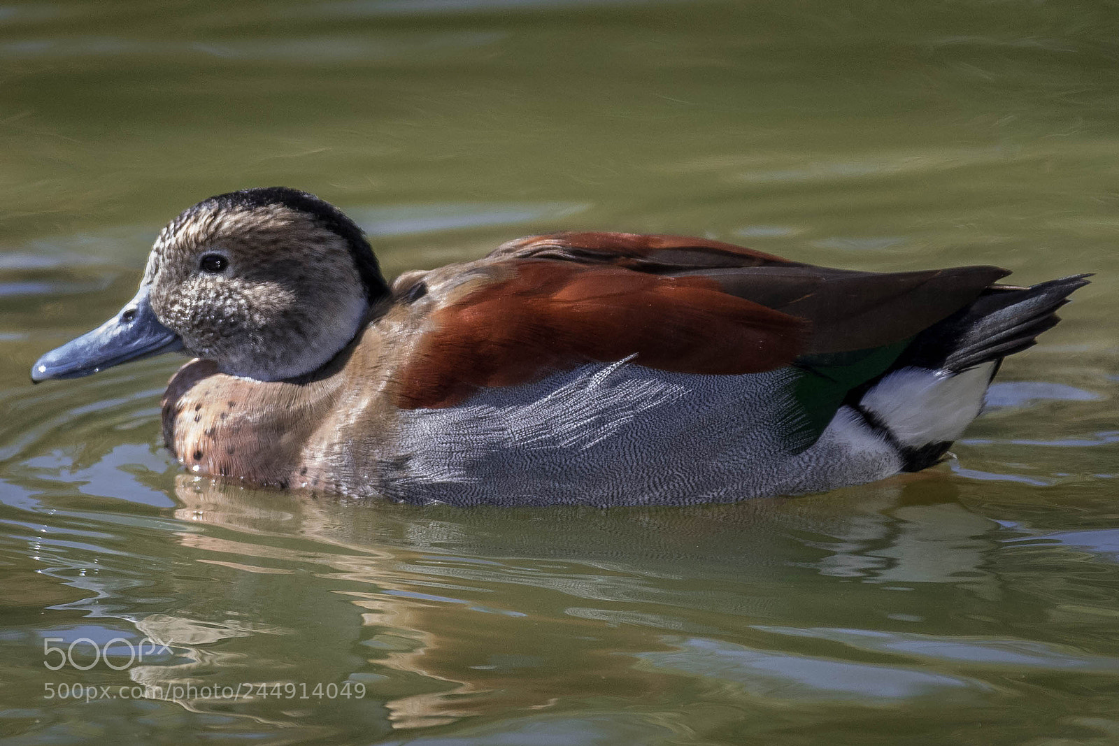 Nikon D500 sample photo. _rob8720-2.jpg photography
