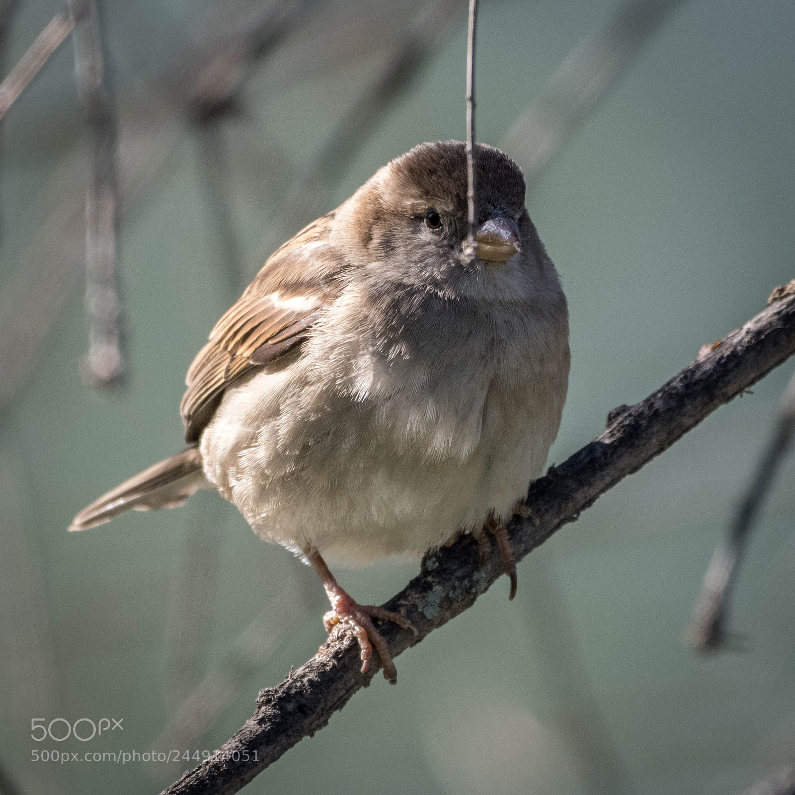Nikon D500 sample photo. _rob8424-2.jpg photography