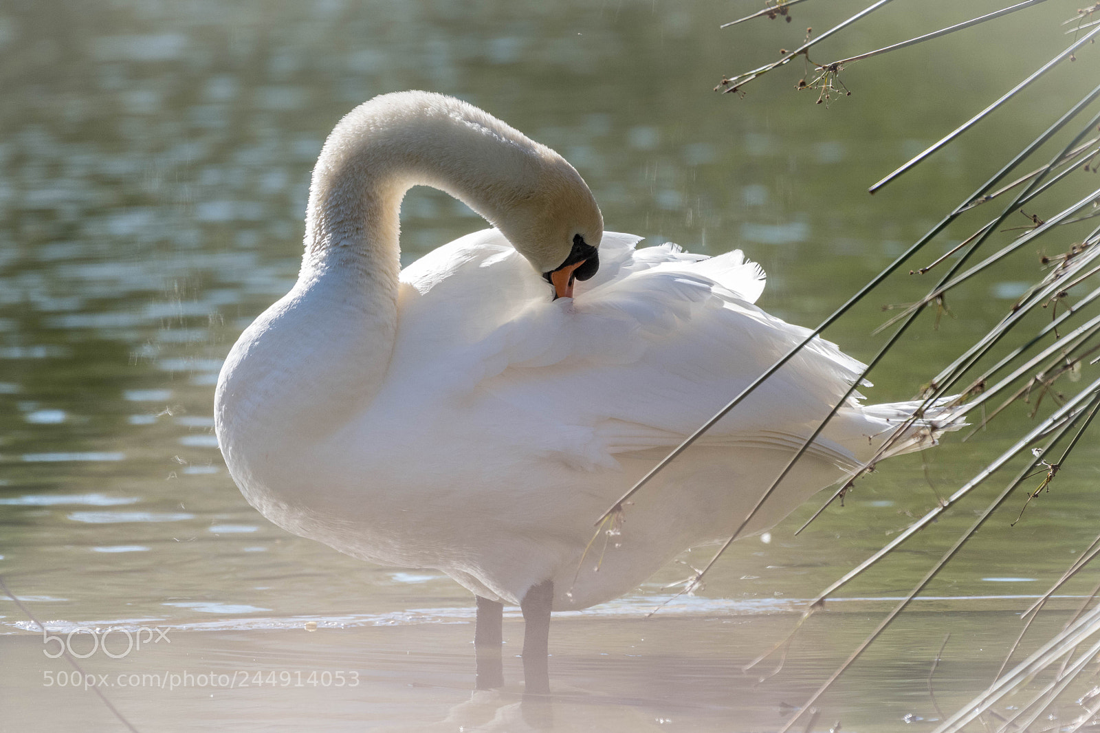 Nikon D500 sample photo. _rob8445-2.jpg photography