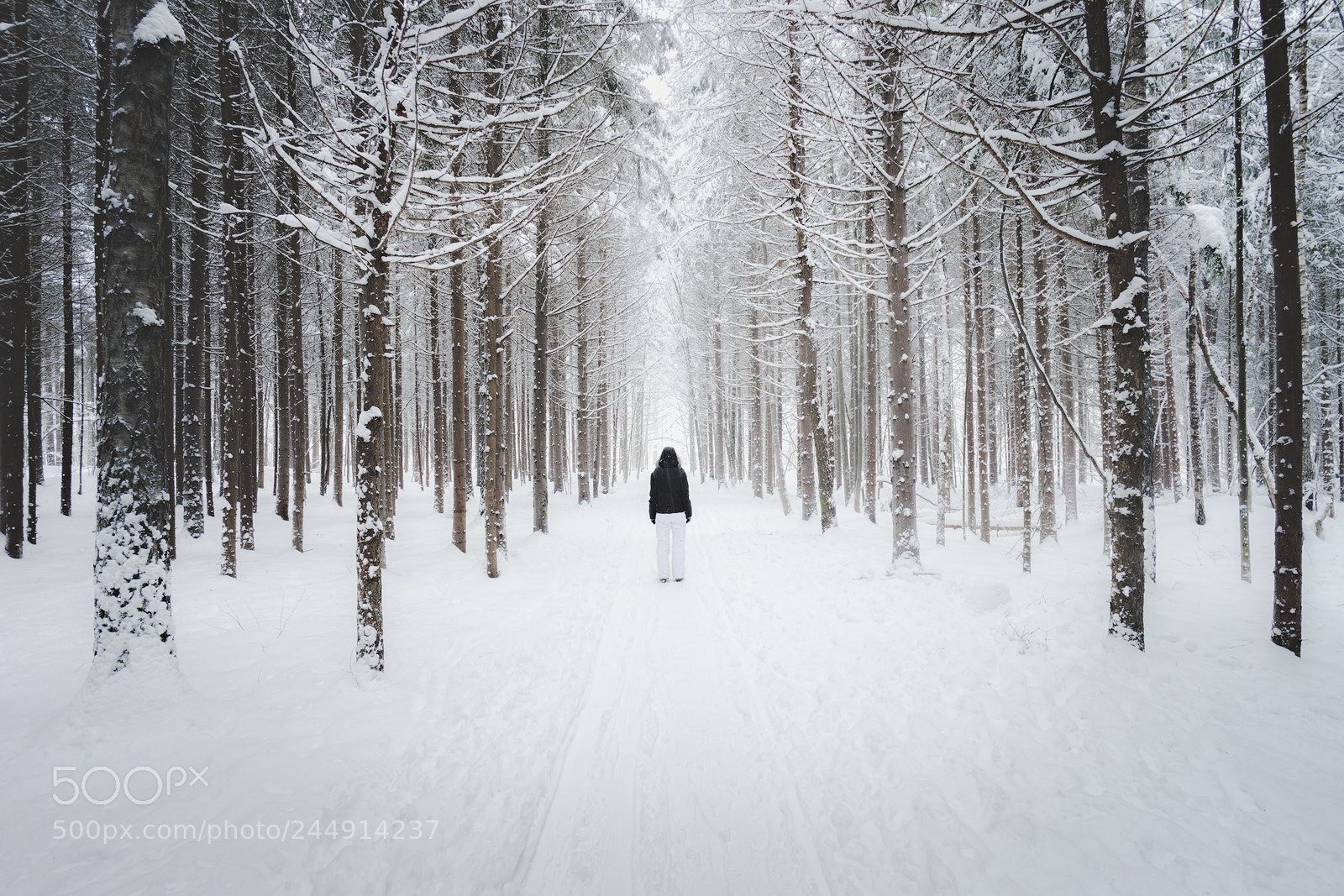 Sony a7 II sample photo. Winter forest photography