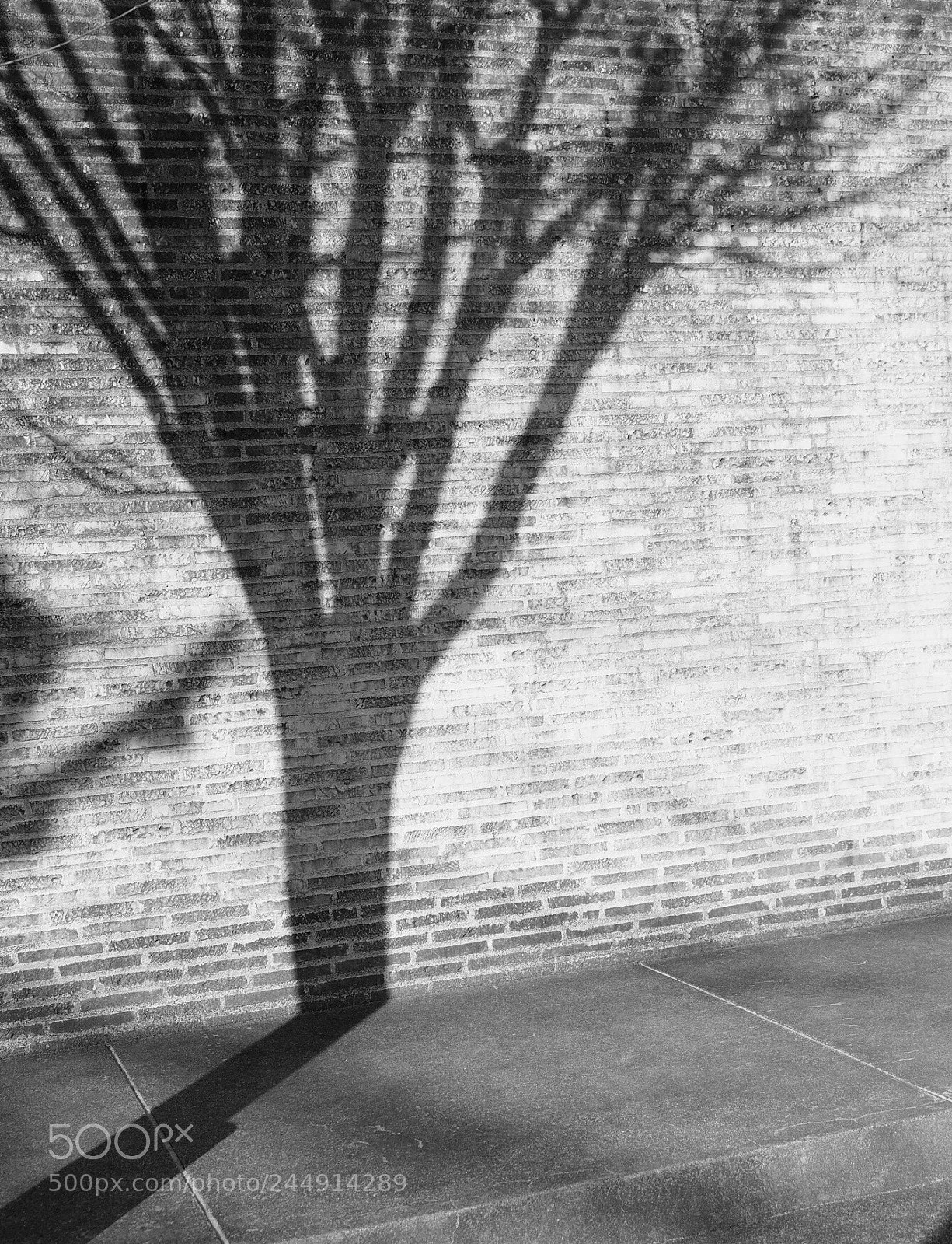 Olympus OM-D E-M10 II sample photo. Naked tree,naked shadow photography