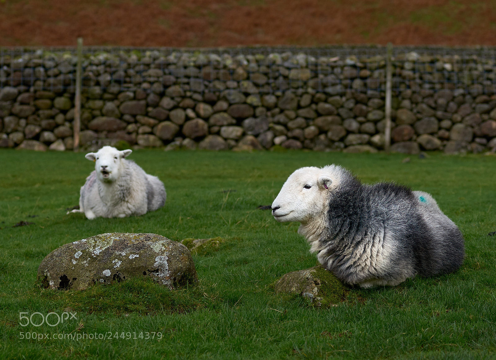 Sony SLT-A99V sample photo. Herdwick conversation photography