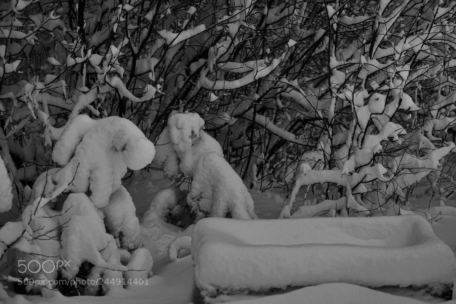 Nikon D600 sample photo. Сонное царство photography