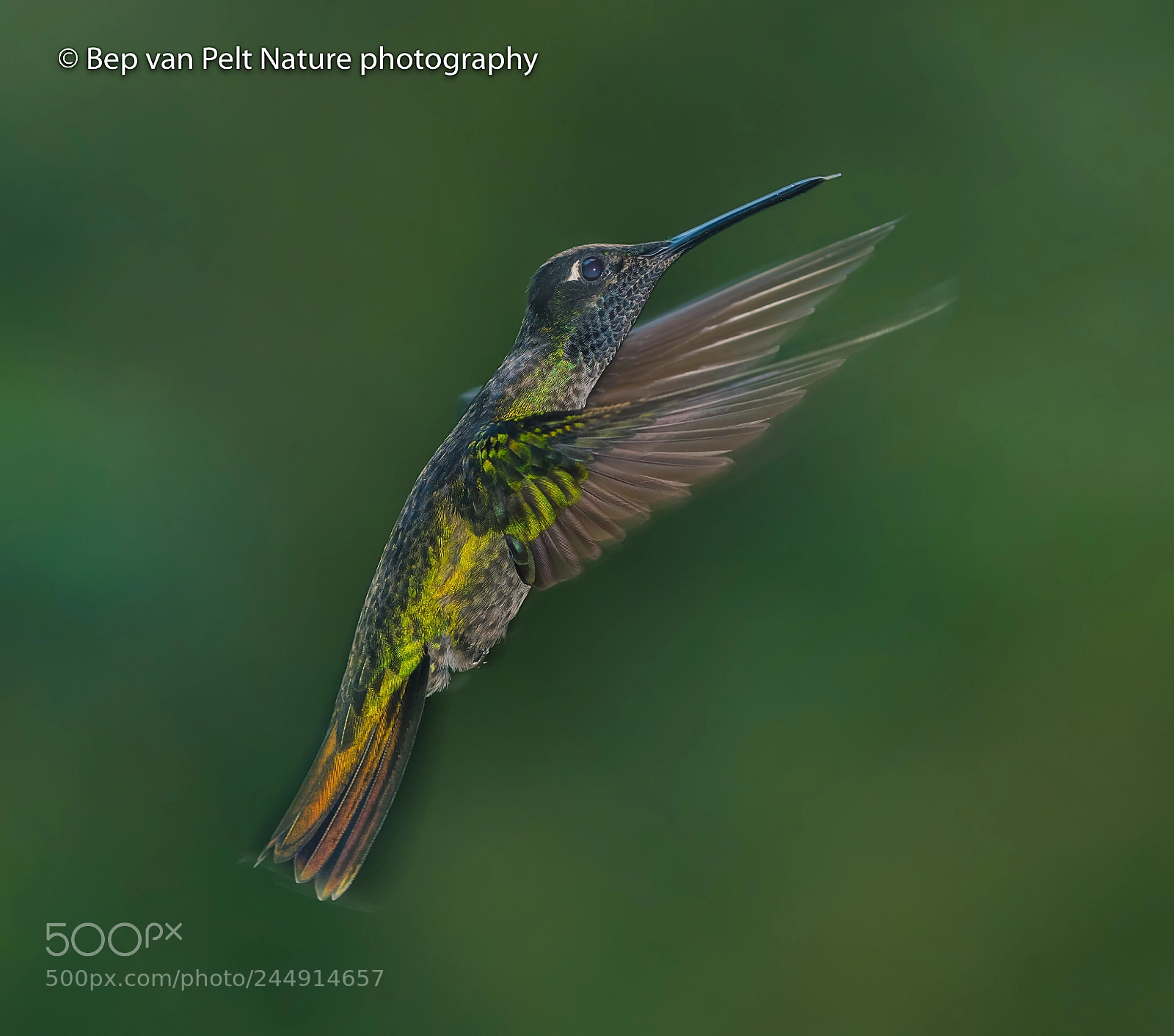 Nikon D500 sample photo. Magnificent cf rivoli's hummingbird photography