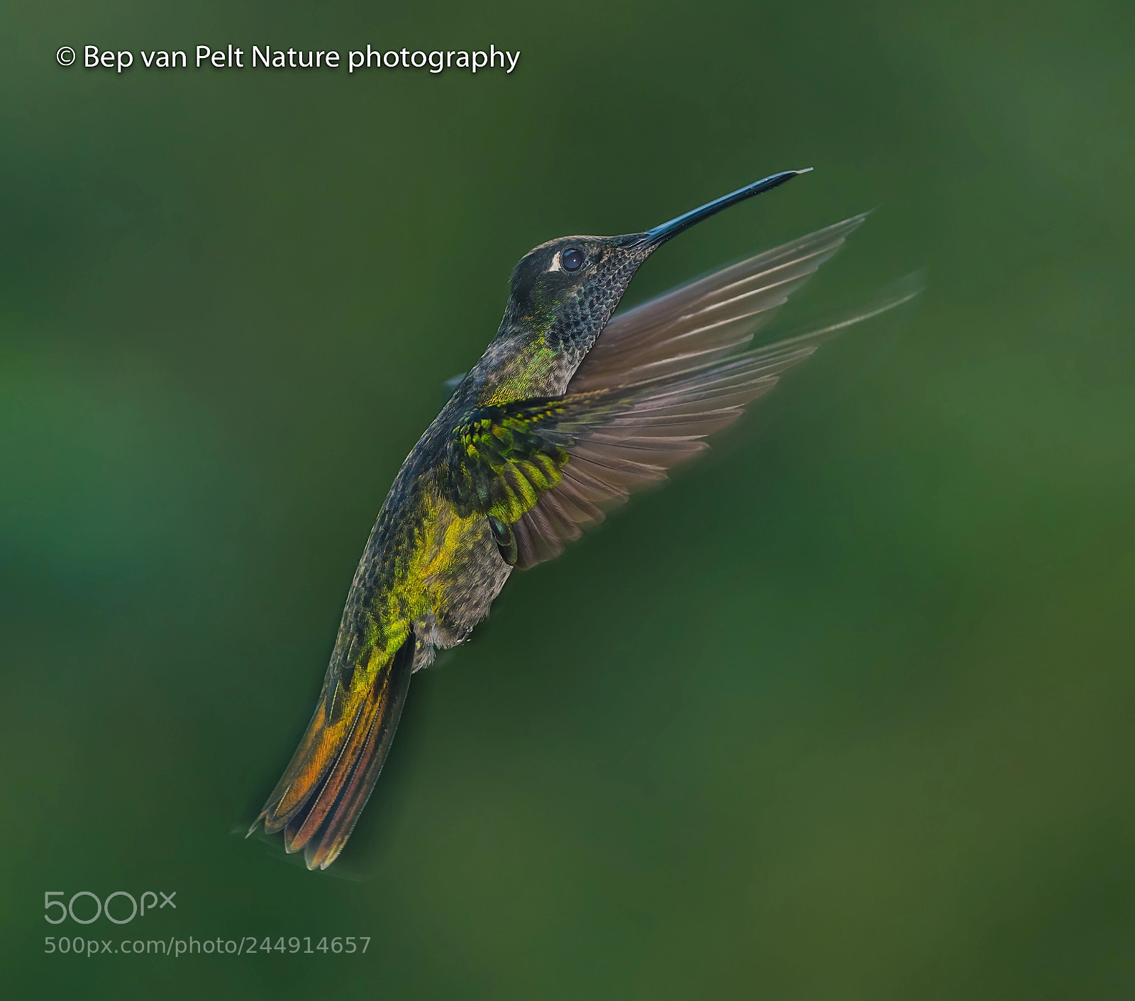 Nikon AF-S Nikkor 200-500mm F5.6E ED VR sample photo. Magnificent cf rivoli's hummingbird photography