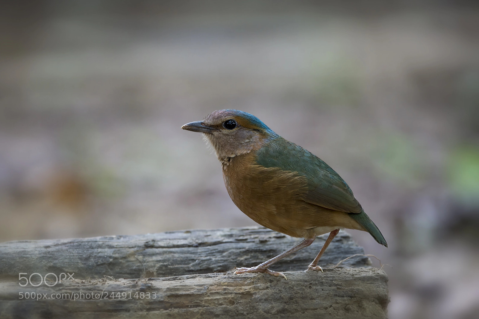 Nikon D4 sample photo. Blue-rumped pitta (m) photography