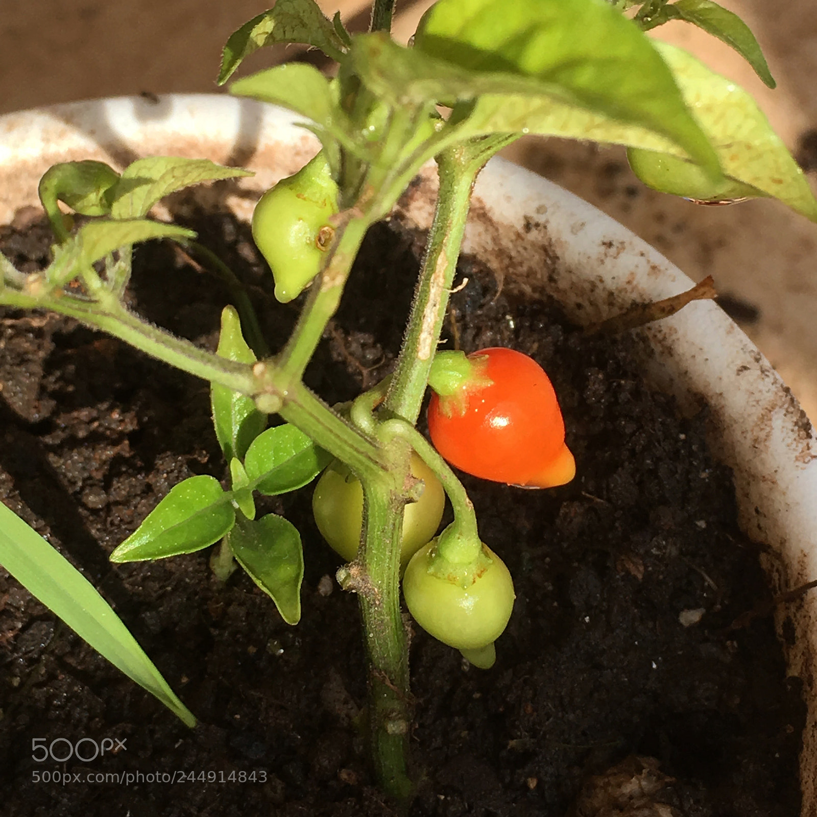 Apple iPhone SE sample photo. Pepper plant photography
