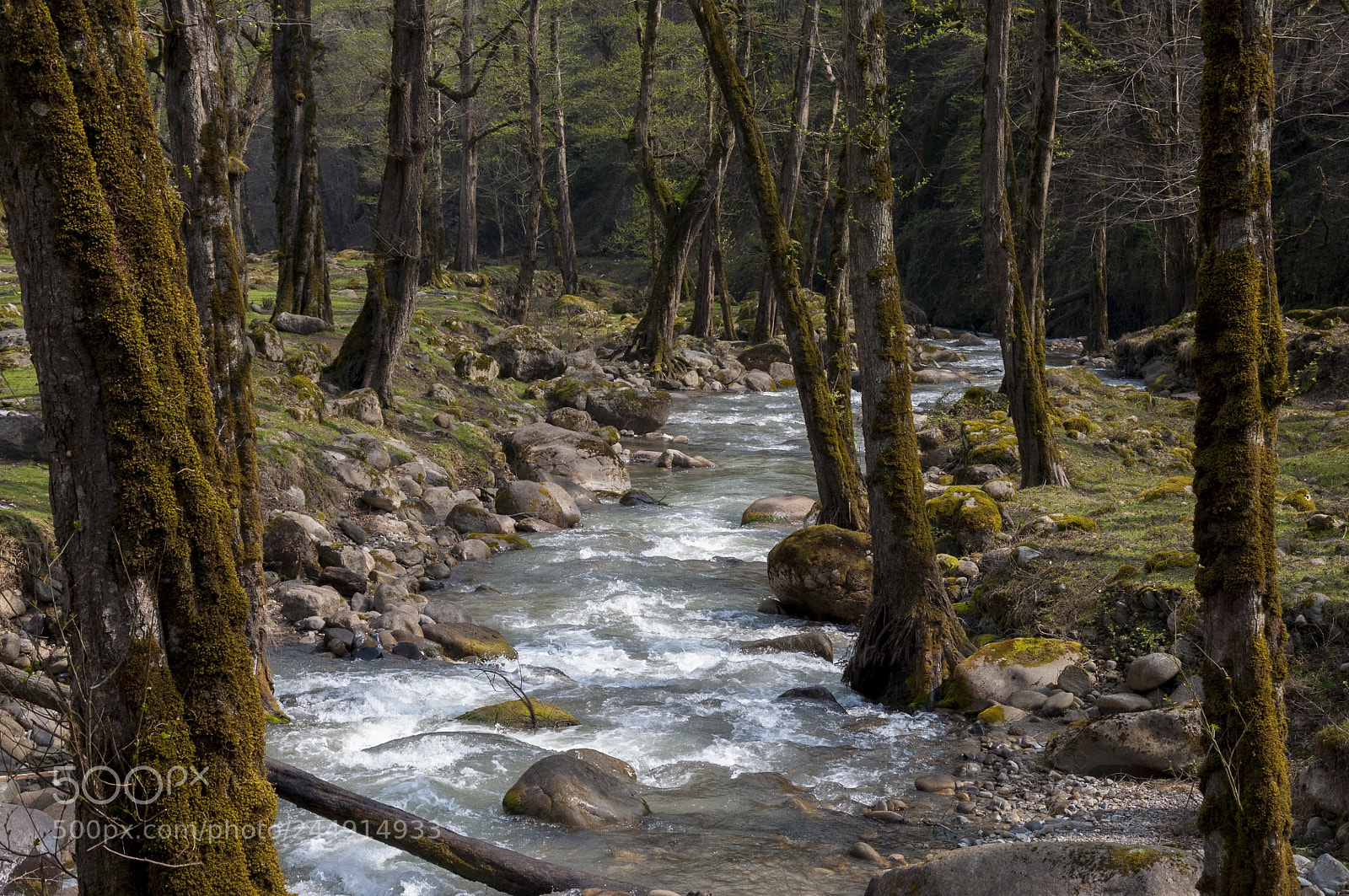 Nikon D90 sample photo. 3000 jungle photography