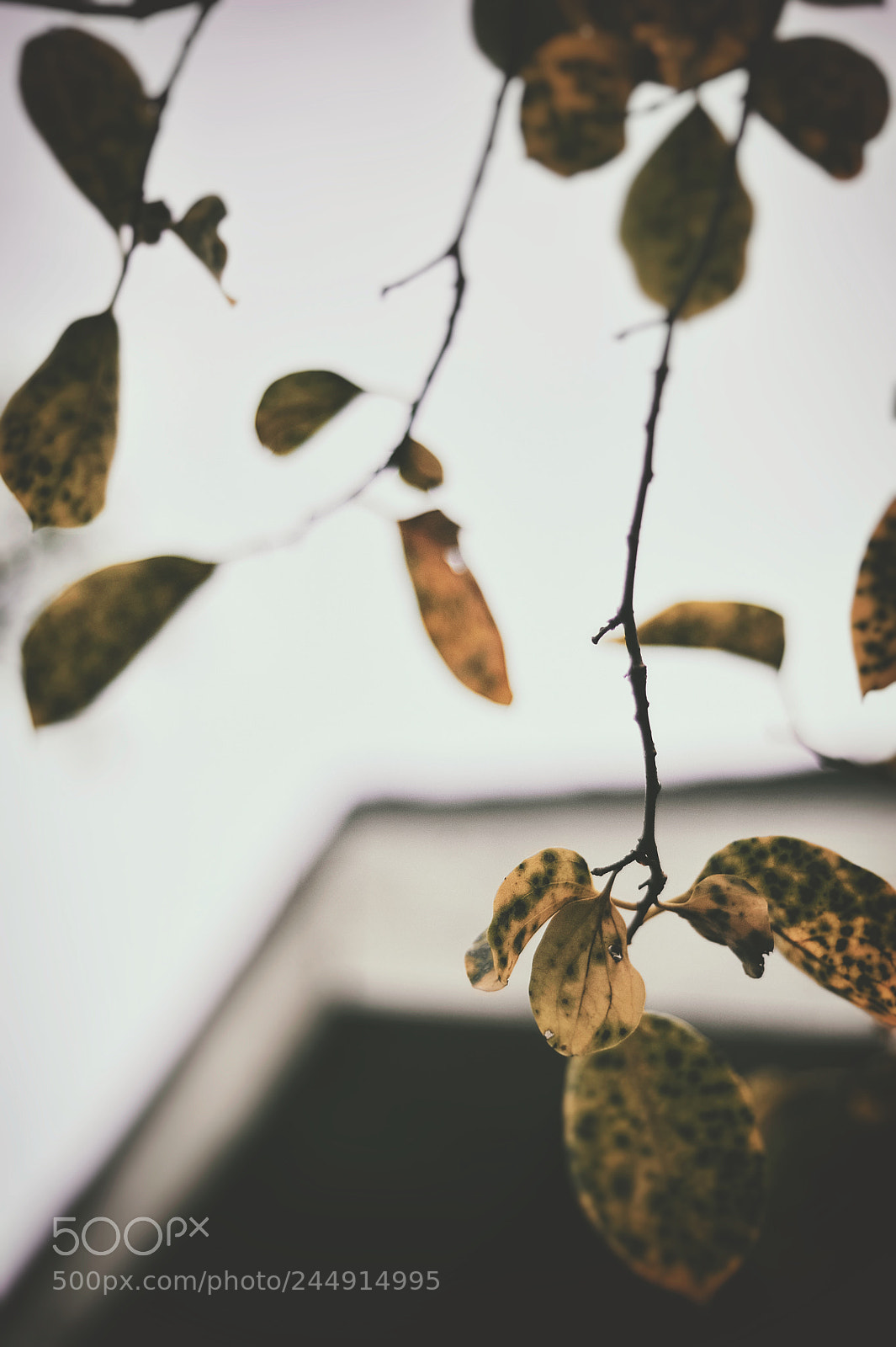 Nikon D3 sample photo. Late autumn photography