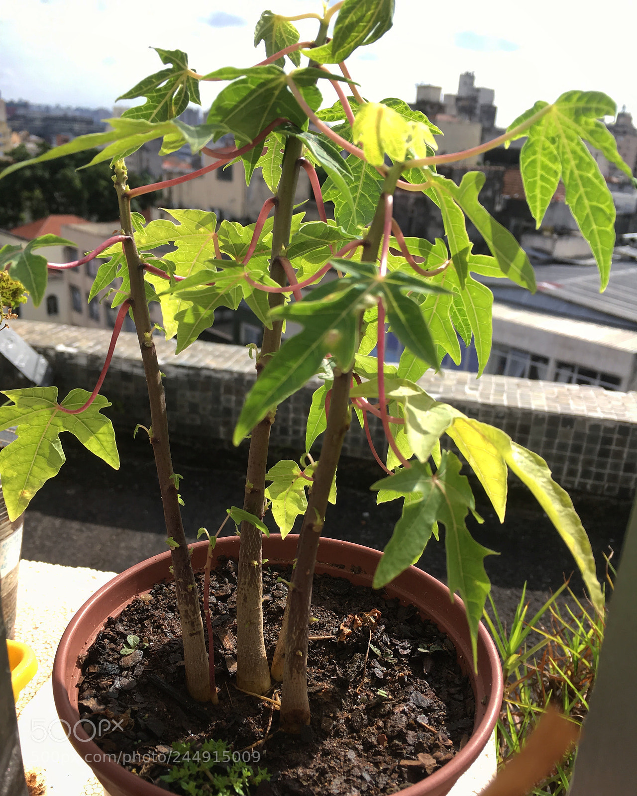 Apple iPhone SE sample photo. Papaya tree photography