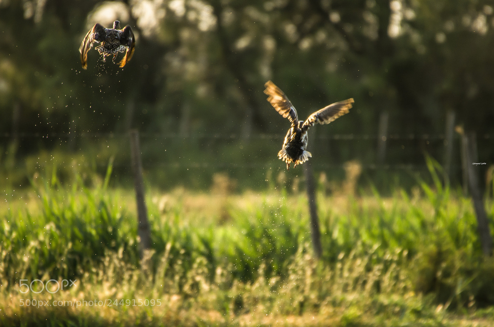 Pentax K-5 sample photo. L'envol matinal... photography