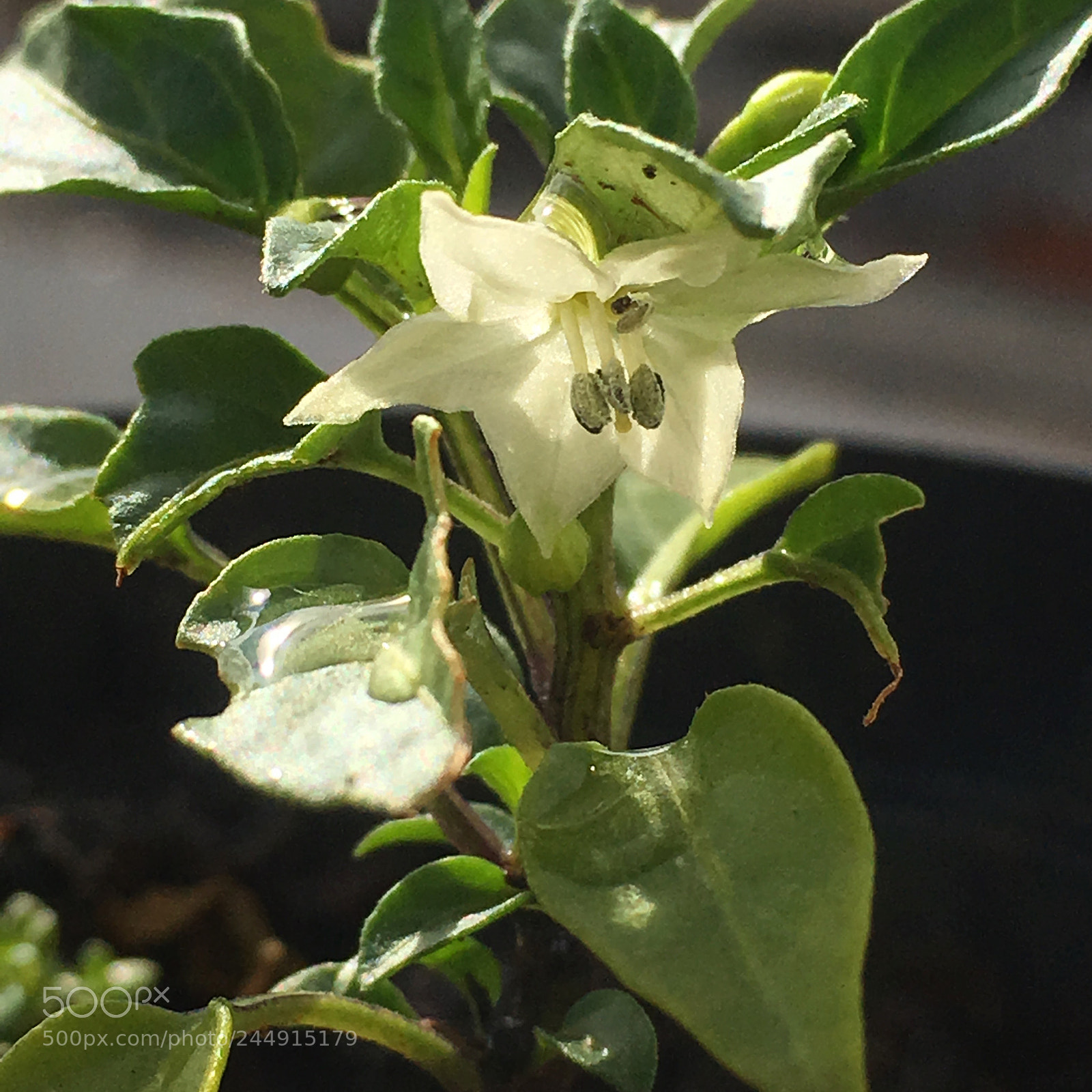 Apple iPhone SE sample photo. Pepper plant with flower photography