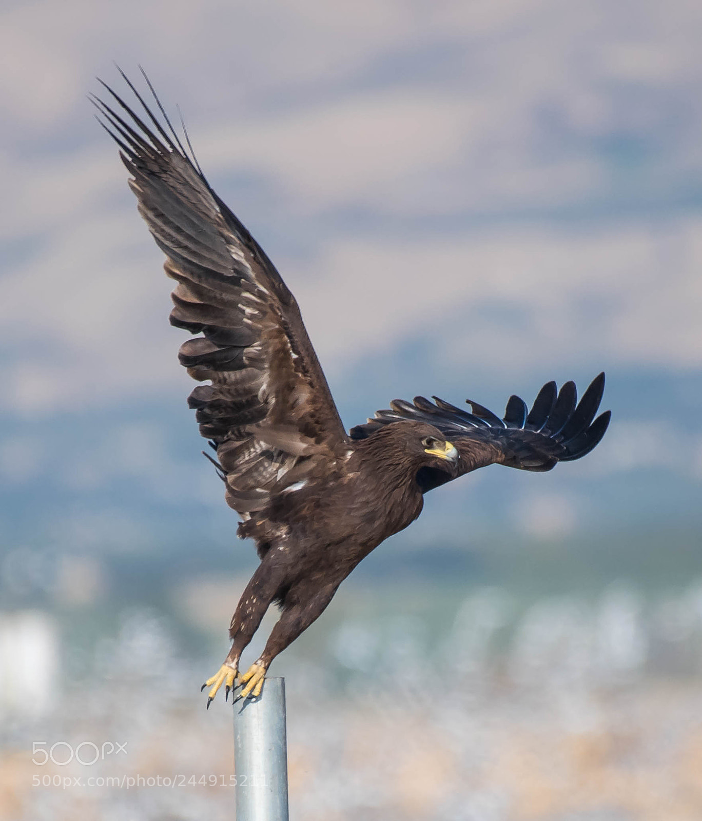 Nikon D5 sample photo. Greater spotted eagle photography