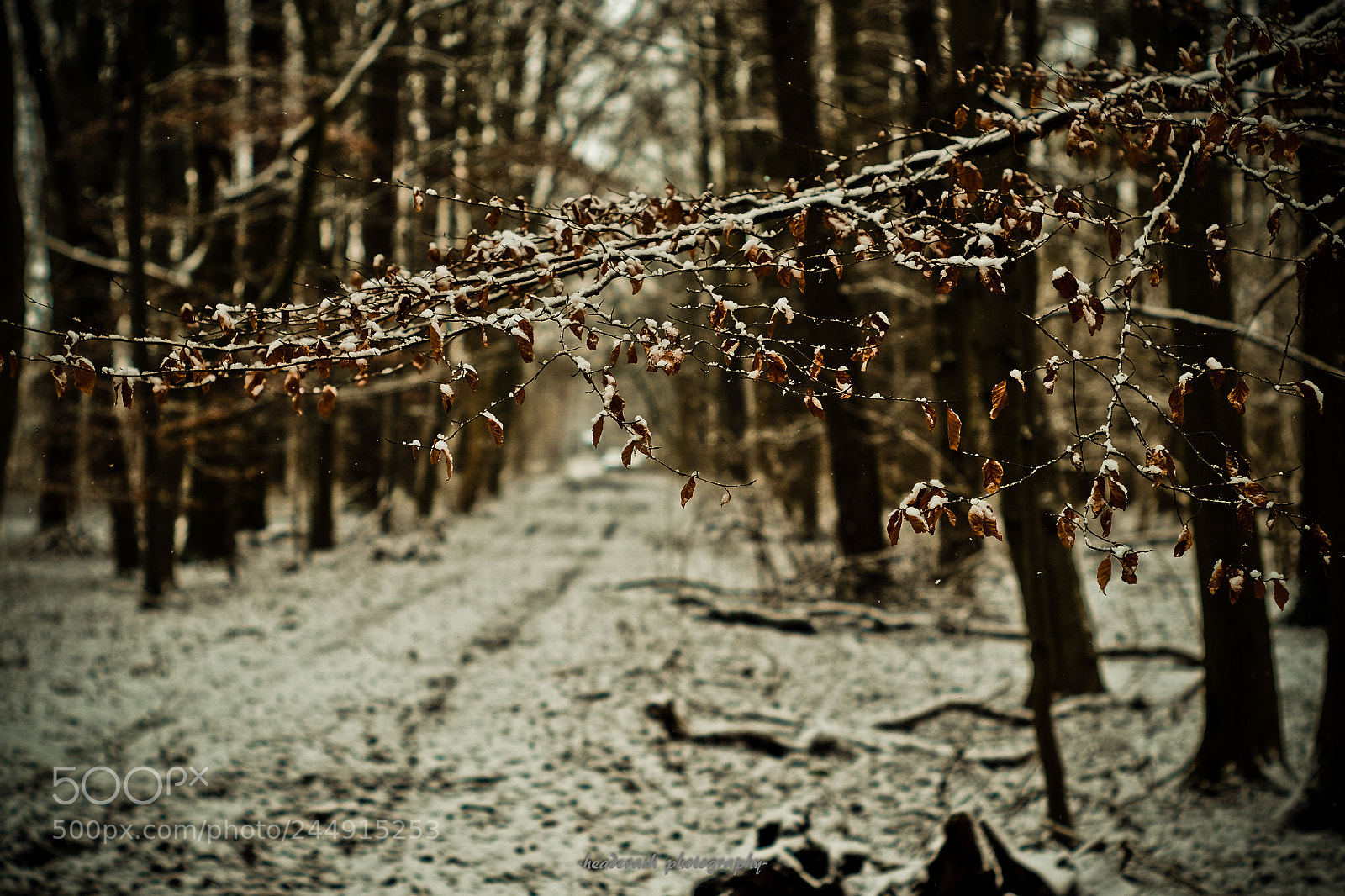 Fujifilm X-E2 sample photo. The way photography