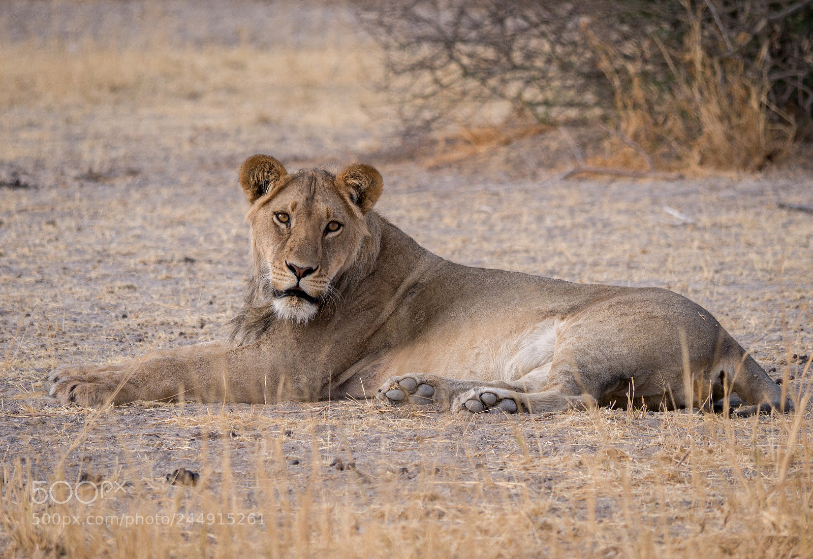 Panasonic DMC-G70 sample photo. Lion photography