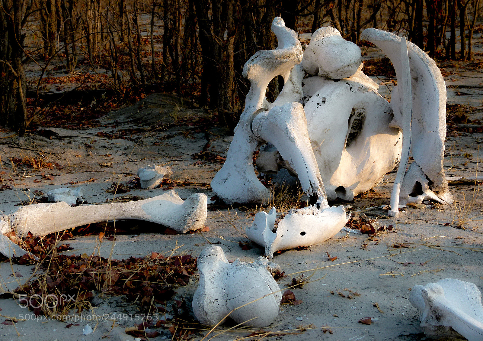 Panasonic Lumix DMC-FZ100 sample photo. Elephants skeleton photography
