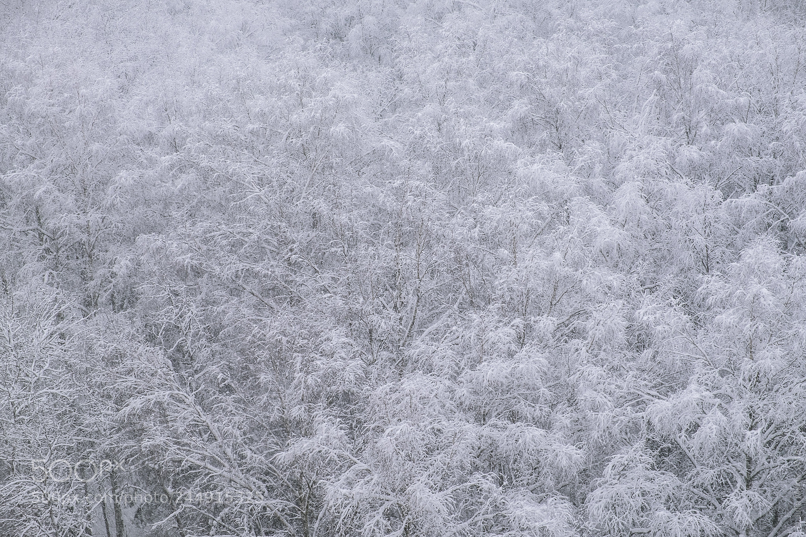 Fujifilm X-T10 sample photo. Winter is here photography