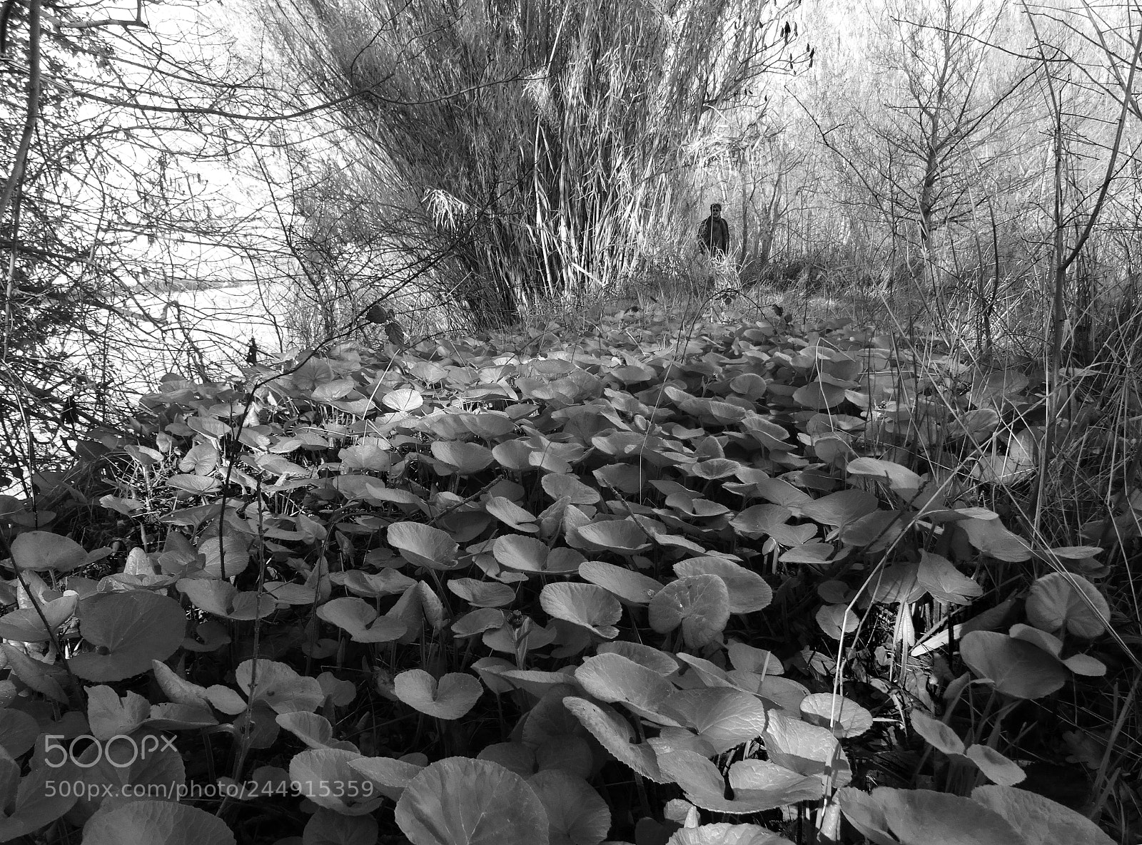 Sony Cyber-shot DSC-HX50V sample photo. River bank s00977.4.1 photography