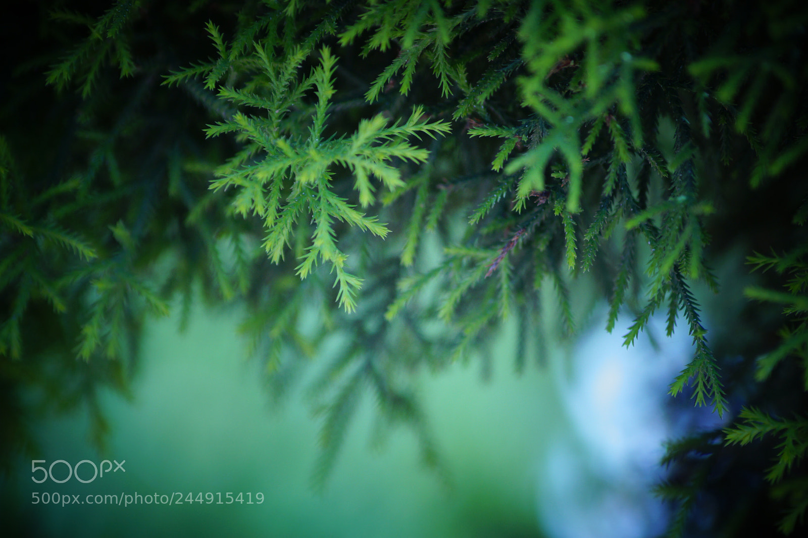 Sony DT 55-200mm F4-5.6 SAM sample photo. Imagination photography
