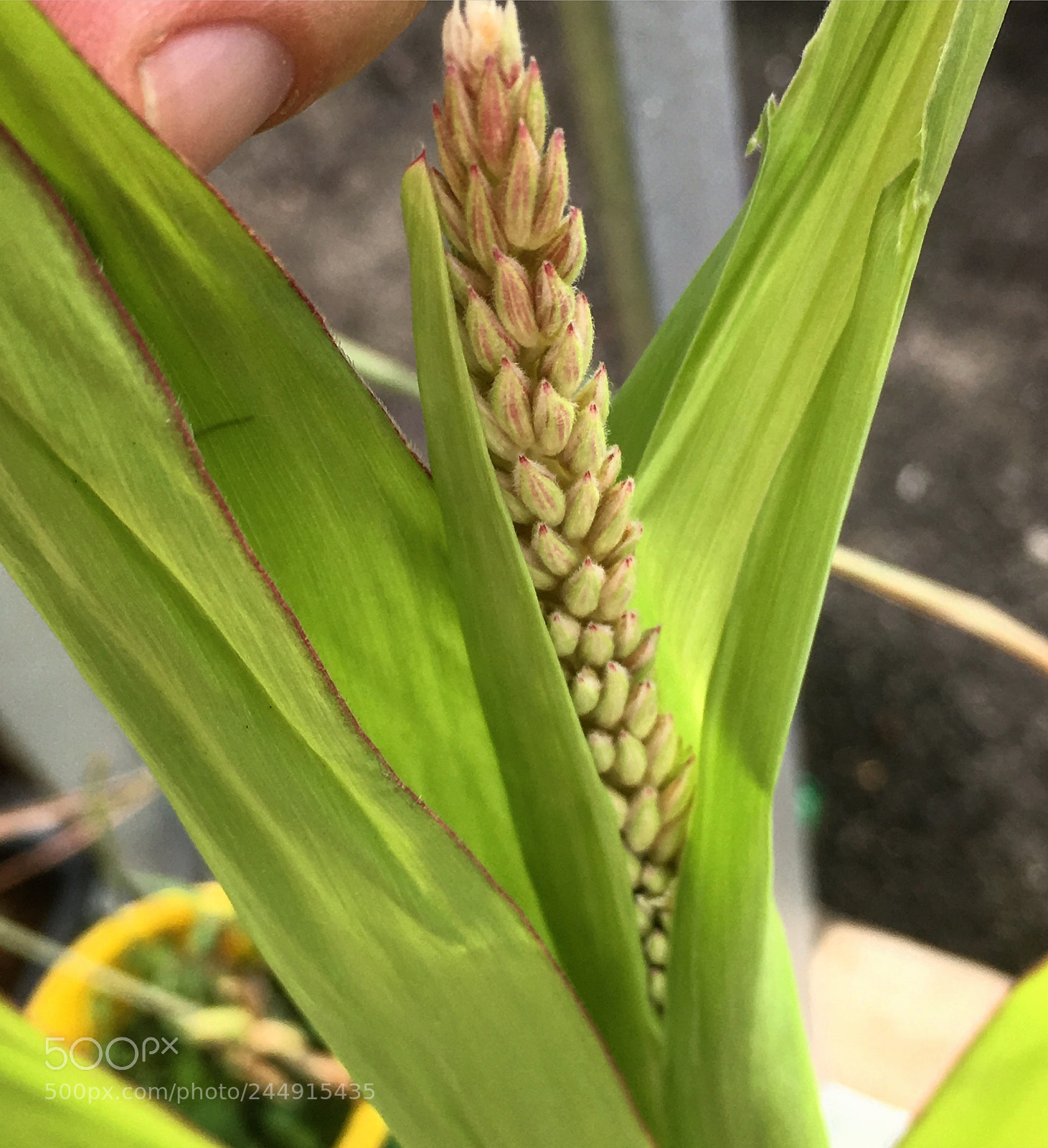 Apple iPhone SE sample photo. Corn growing photography