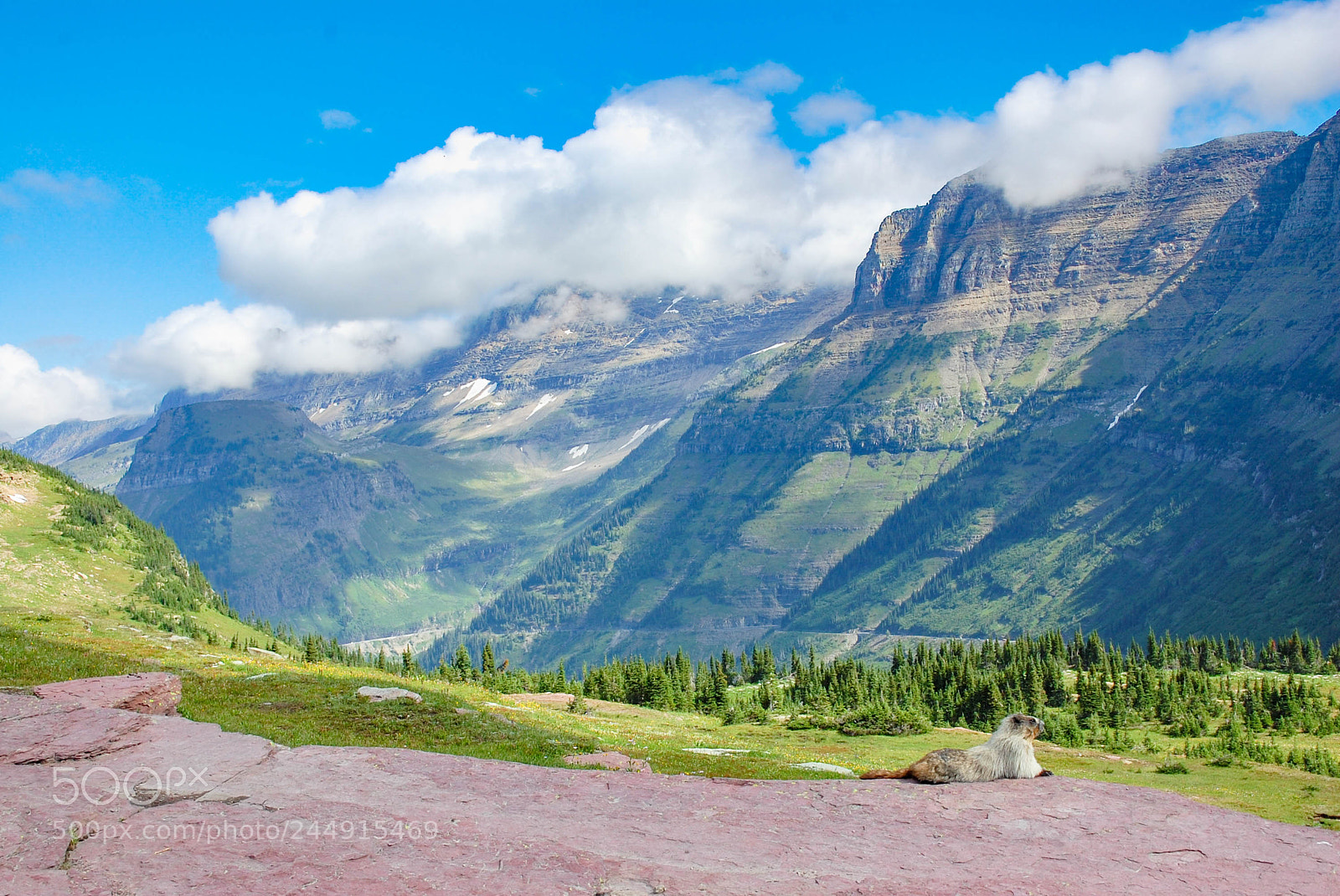 Nikon D40 sample photo. Marmot taking in the photography
