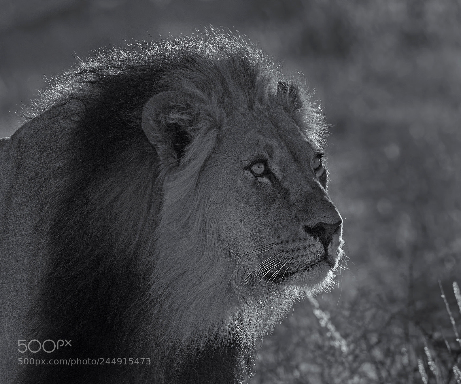 Nikon D5 sample photo. Panthera leo photography