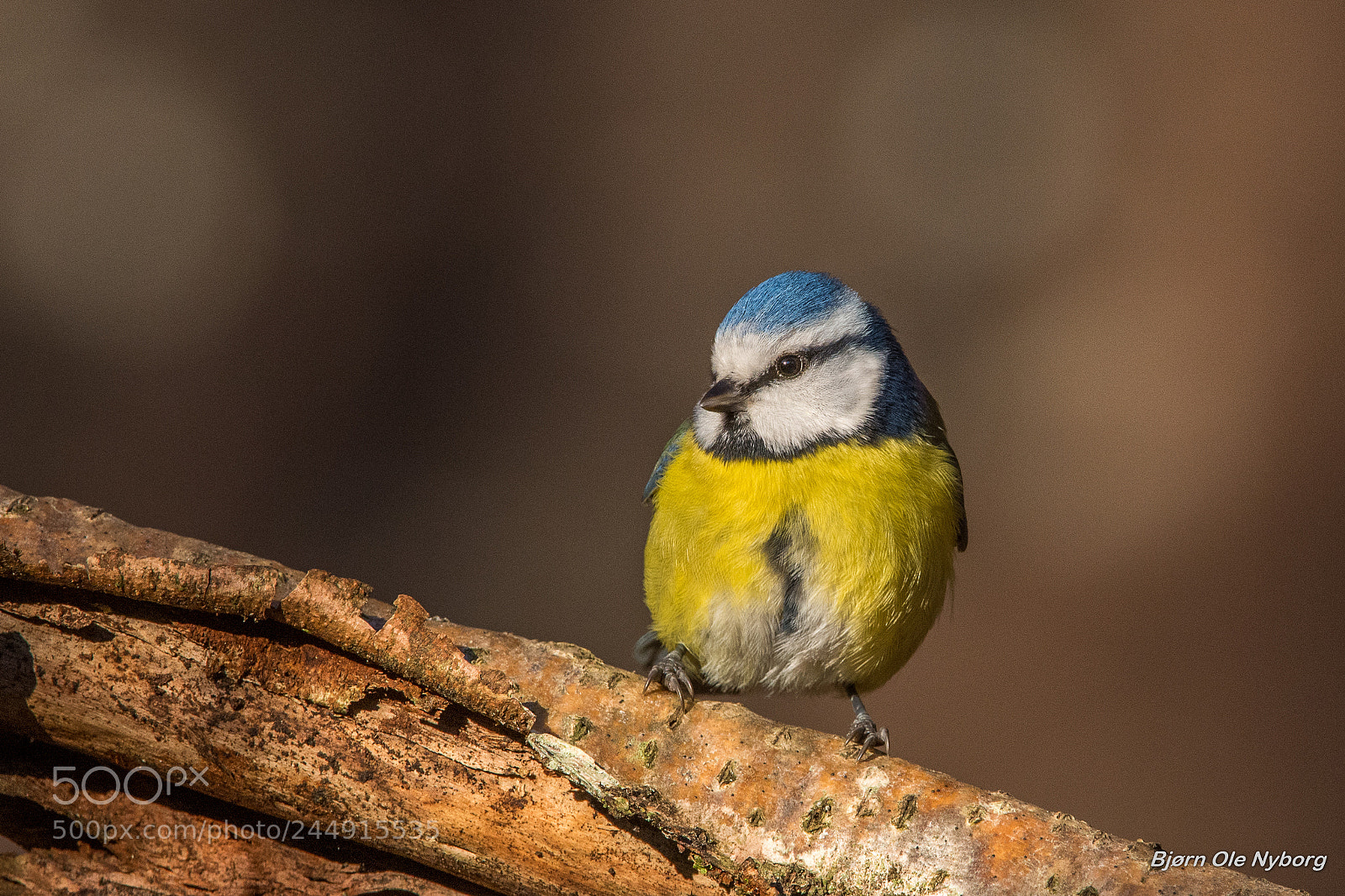 Nikon D7200 sample photo. Parus caeruleus photography