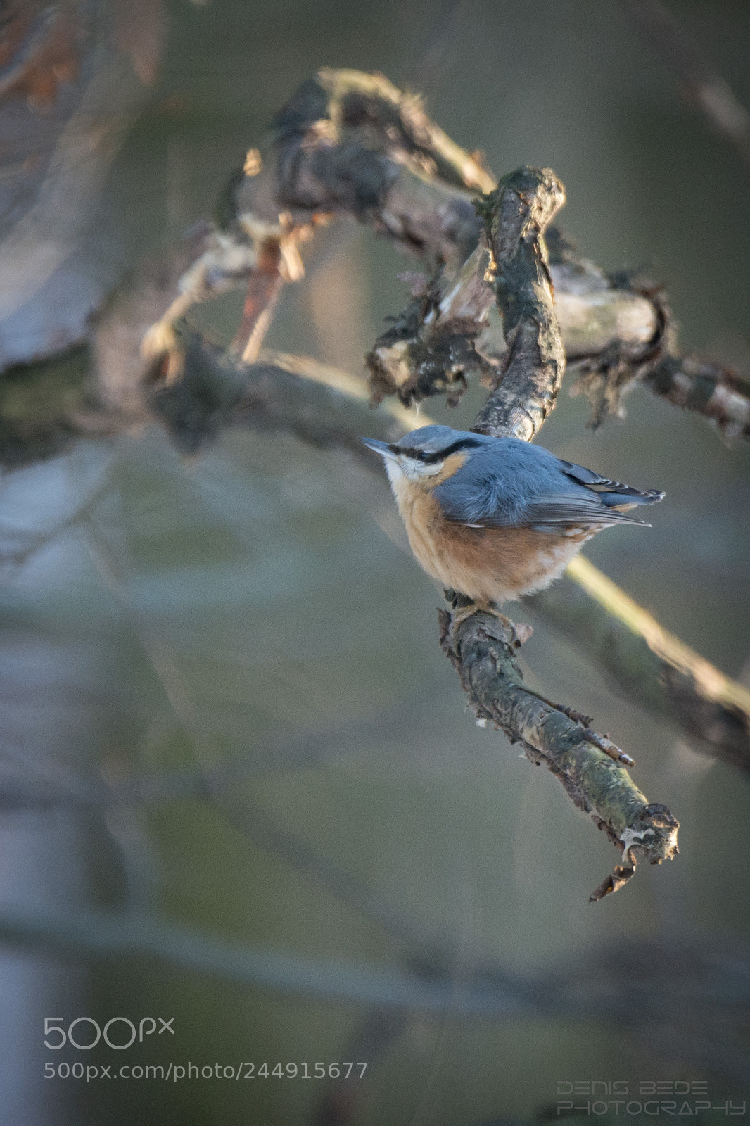 Nikon D7200 sample photo. Eurasian nuthatch photography