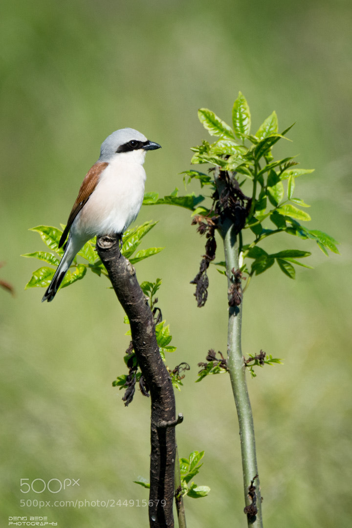 Nikon D7200 sample photo. Red-backed shrike photography