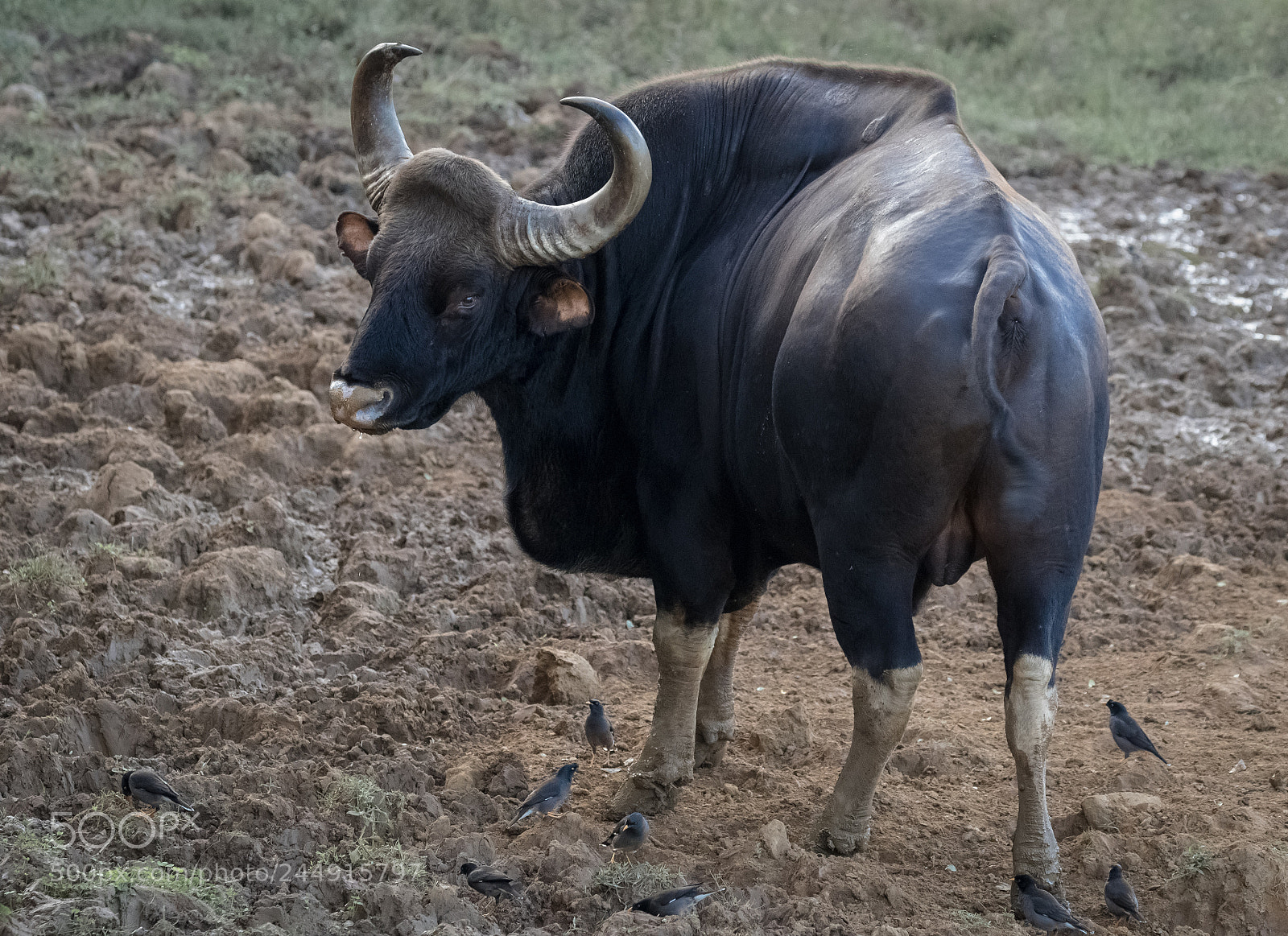Canon EOS 7D Mark II sample photo. Wild gaur or indian photography