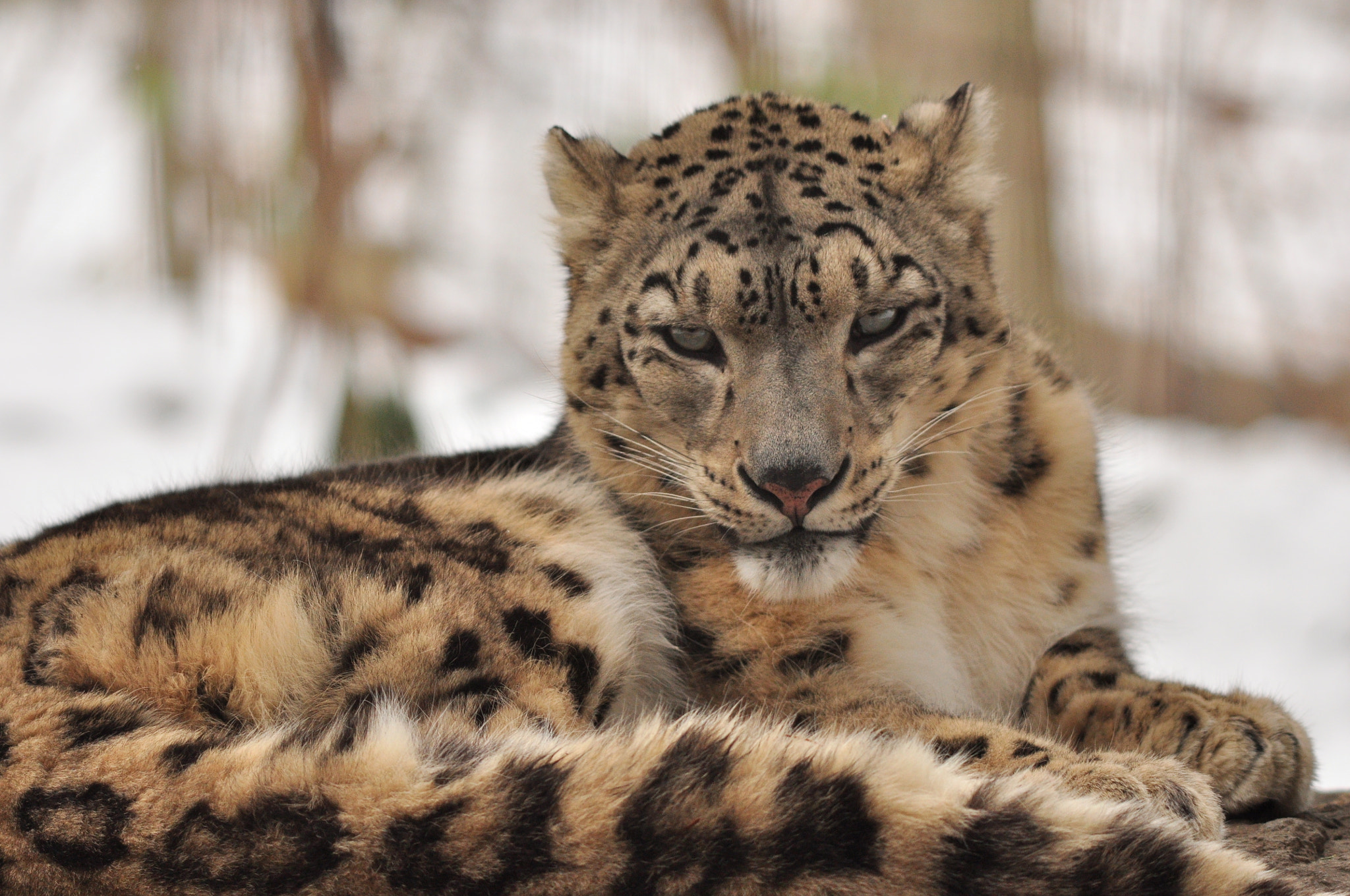 Nikon D90 sample photo. Snow leopard at bronx zoo ny. hand held , no filte ... photography