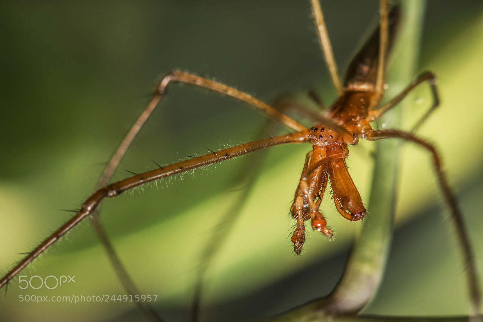Nikon D810 sample photo. Spider portrait photography
