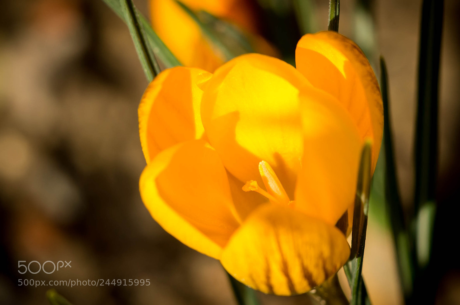 Nikon D3200 sample photo. Tiger krokus photography