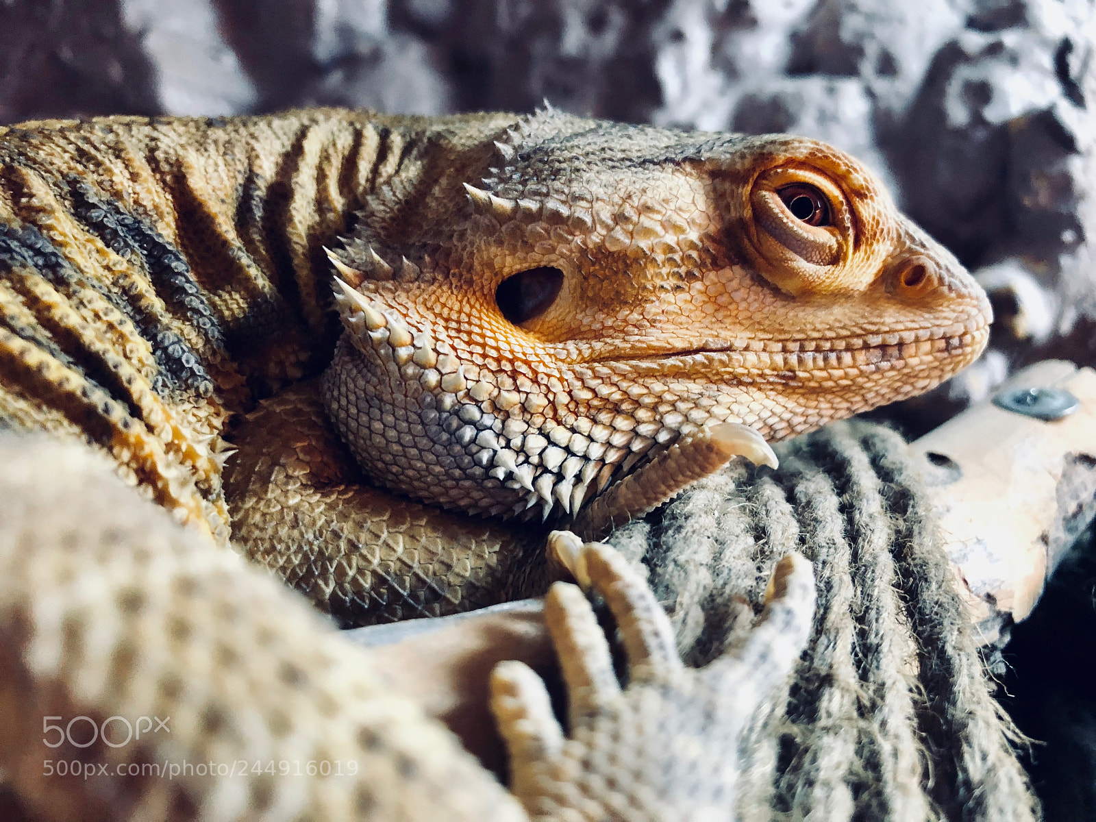 Apple iPhone 8 Plus sample photo. Adolf photography
