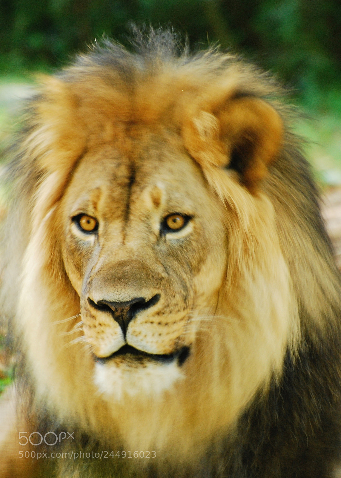 Nikon D80 sample photo. M wasi.bronx zoo ny photography