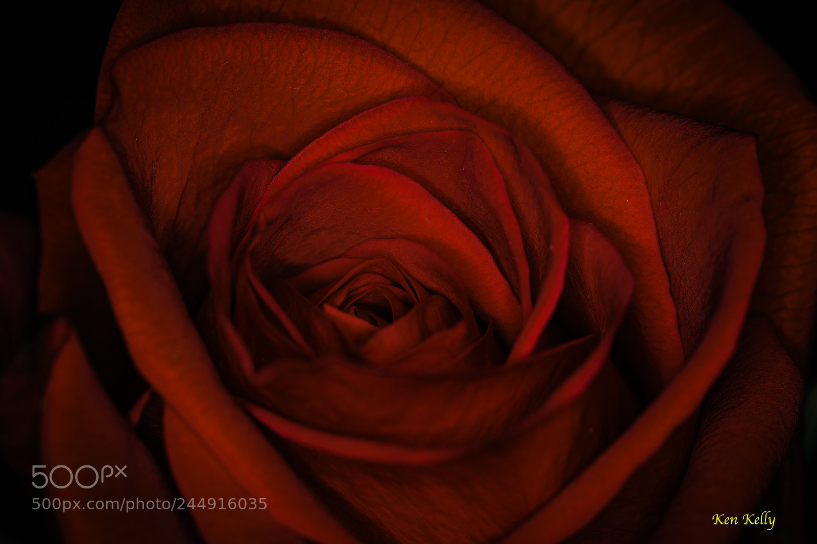 Canon EOS 7D Mark II sample photo. Rose photography