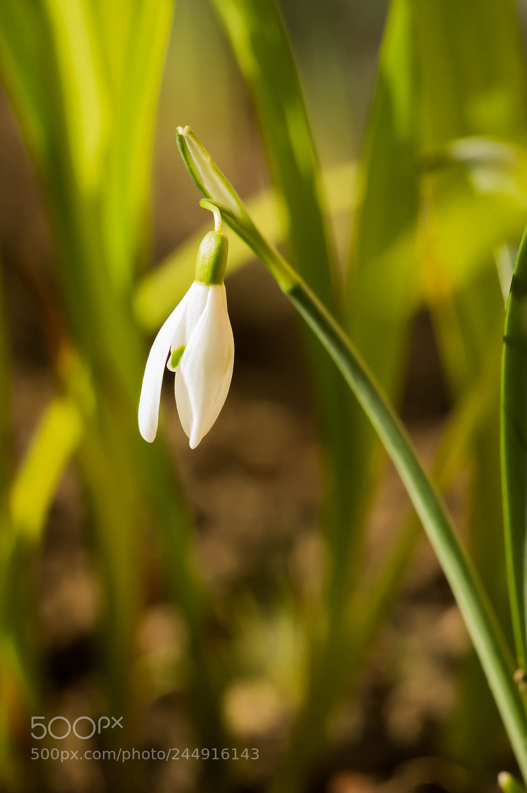 Nikon D3200 sample photo. Snowdrop photography