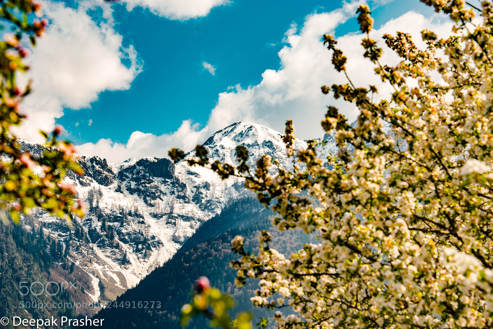Nikon D800 sample photo. Peak blossom photography