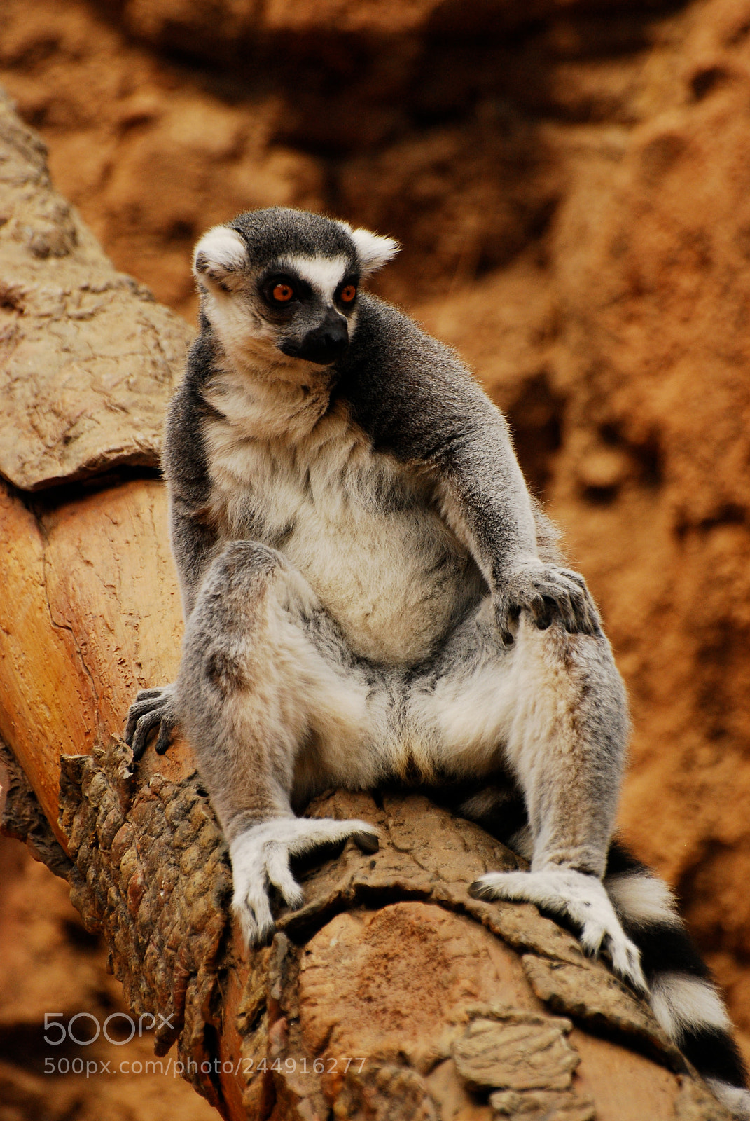 Nikon D80 sample photo. Madagascar lemur. bronx zoo photography