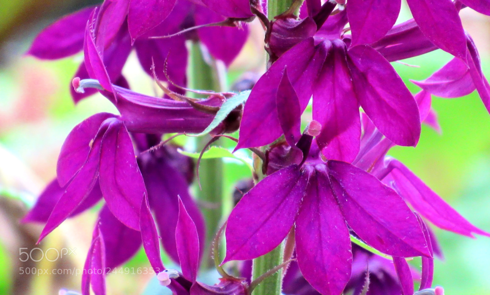 Canon PowerShot SX620 HS sample photo. Purple petals photography