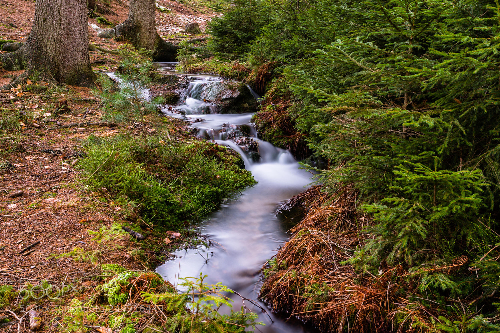 Nikon D7200 sample photo. In the forest photography