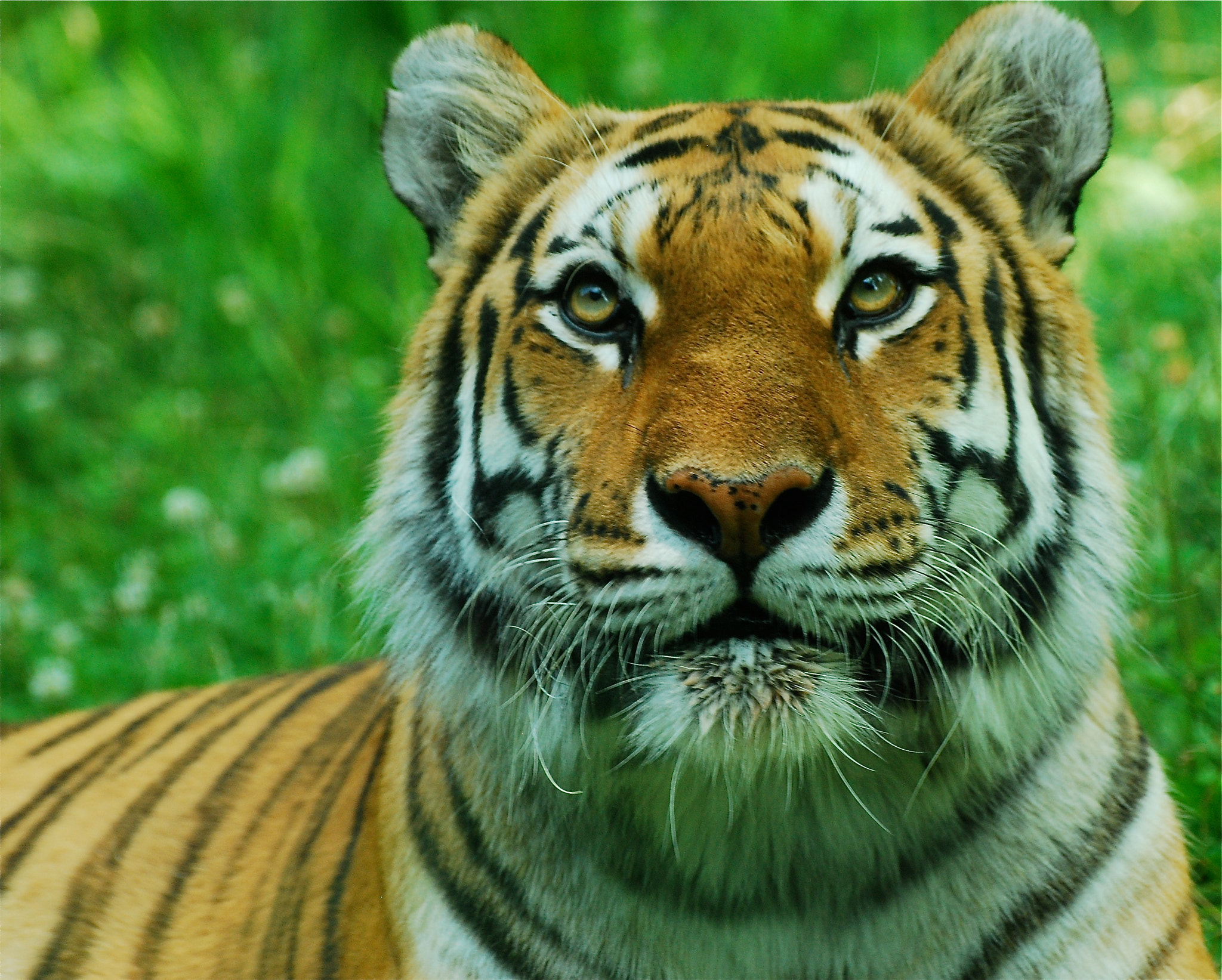 Nikon D80 sample photo. Alexis. amur tiger. bronx zoo ny, hand held no filters. photography