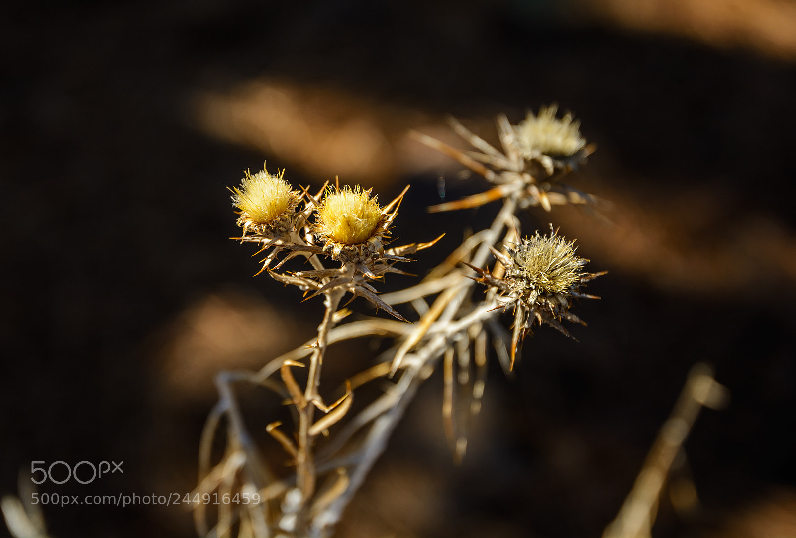 Nikon D7100 sample photo. Silybum marianum, marian thistle photography