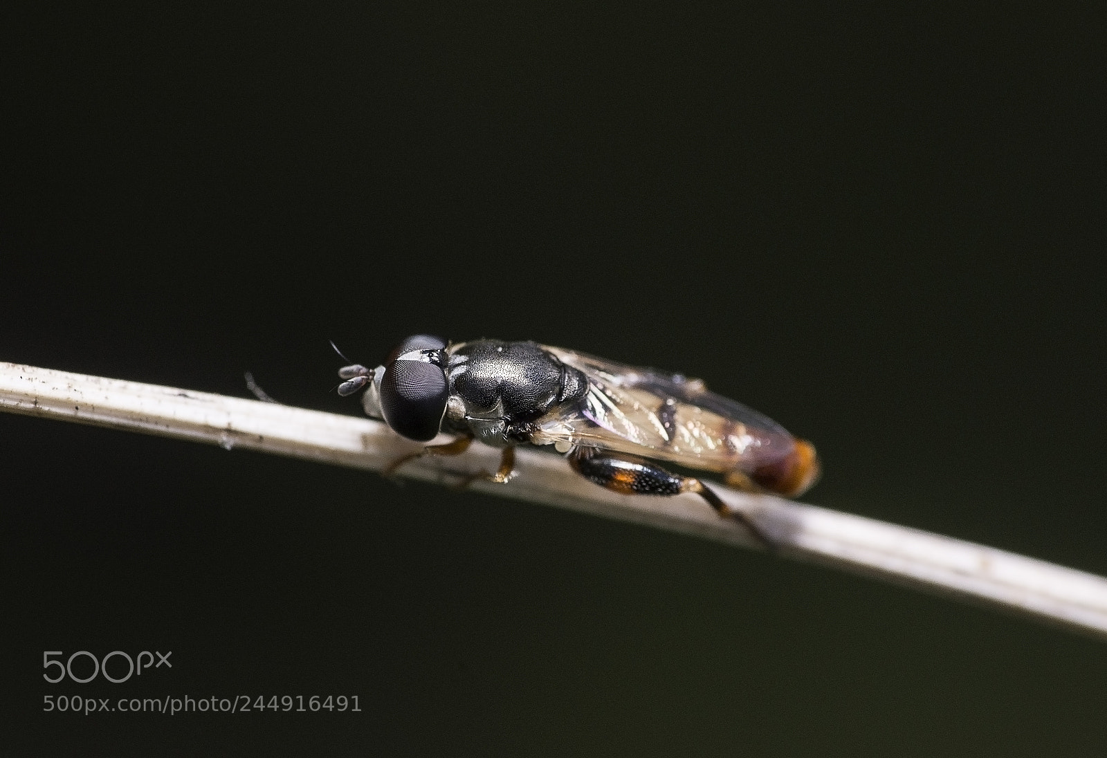 Nikon D7200 sample photo. Syritta sp. photography