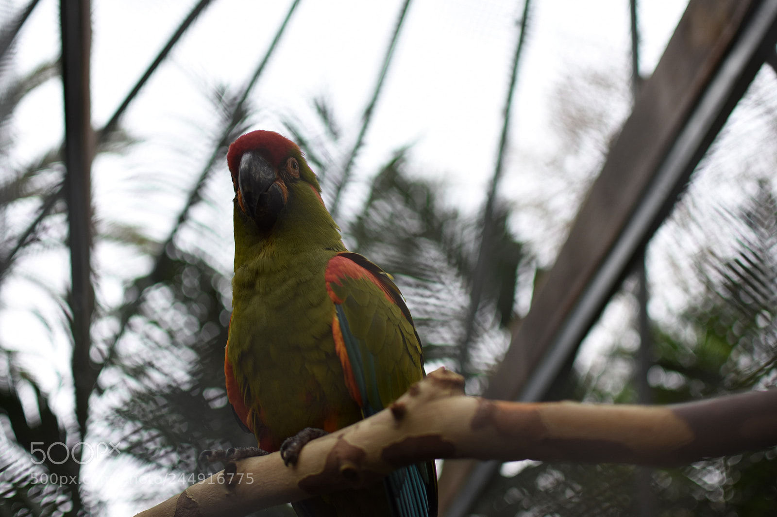 Nikon D3400 sample photo. In the cage photography