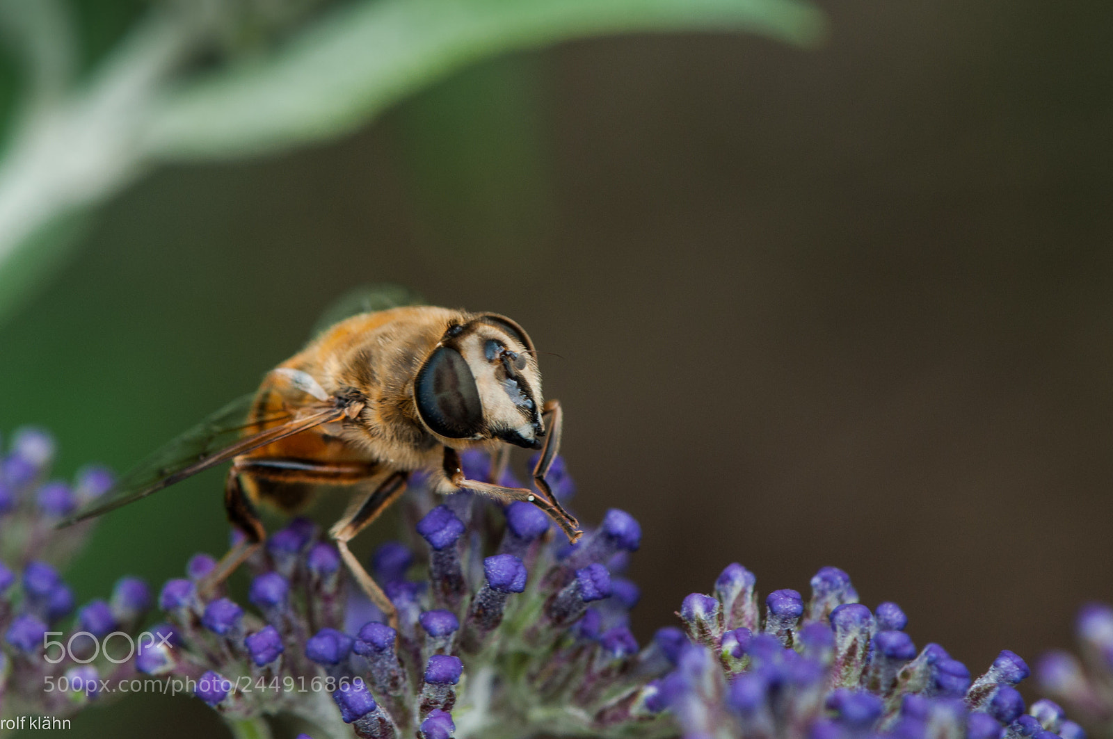 Nikon D90 sample photo. Honigbiene photography