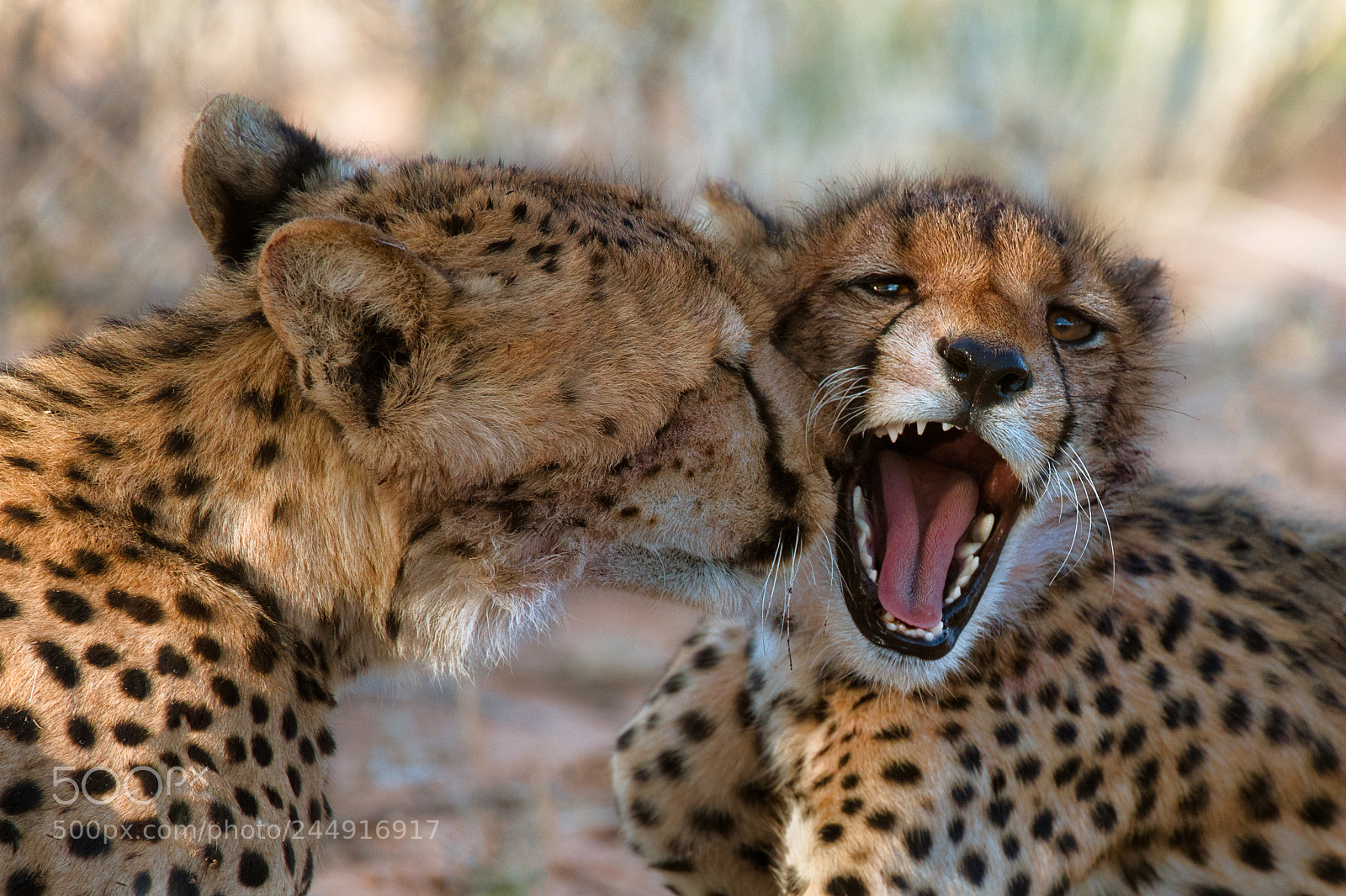 Canon EOS-1D X sample photo. A suprise kiss photography